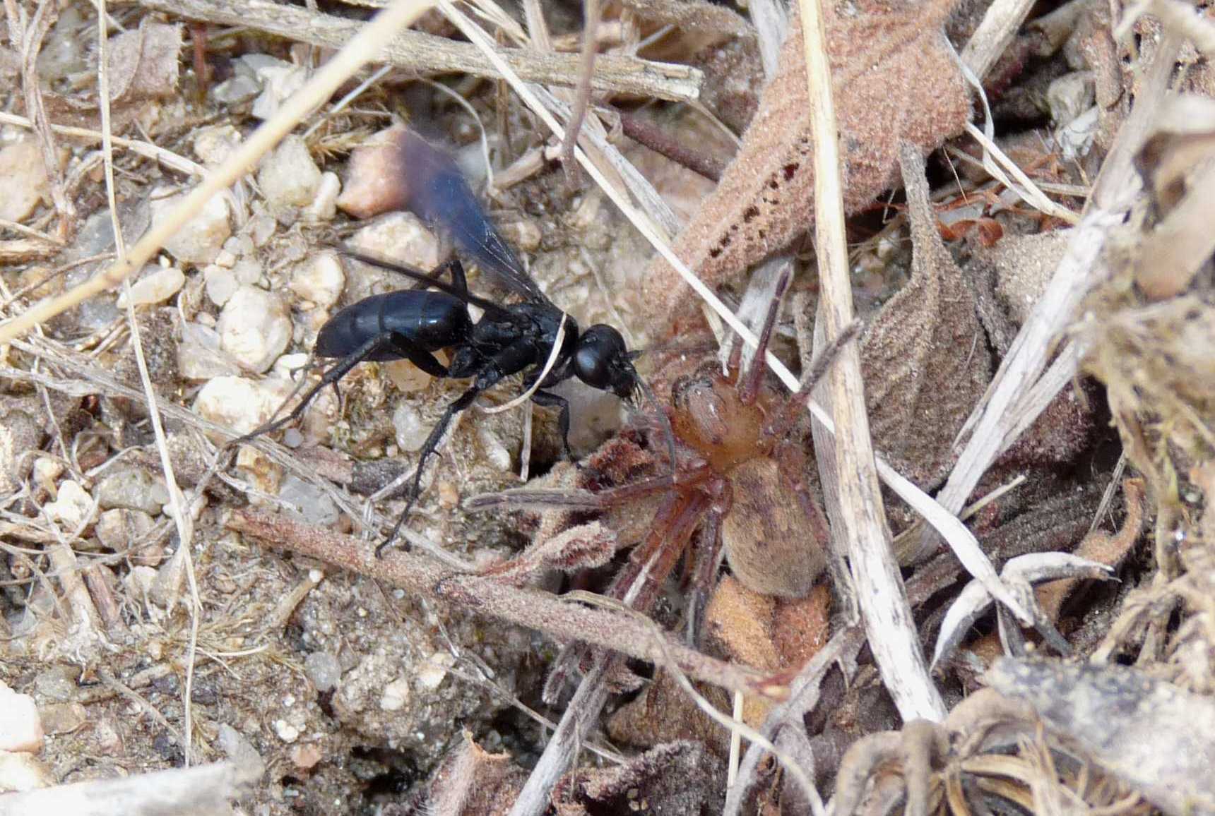 Pompilidae con Olios argelasius